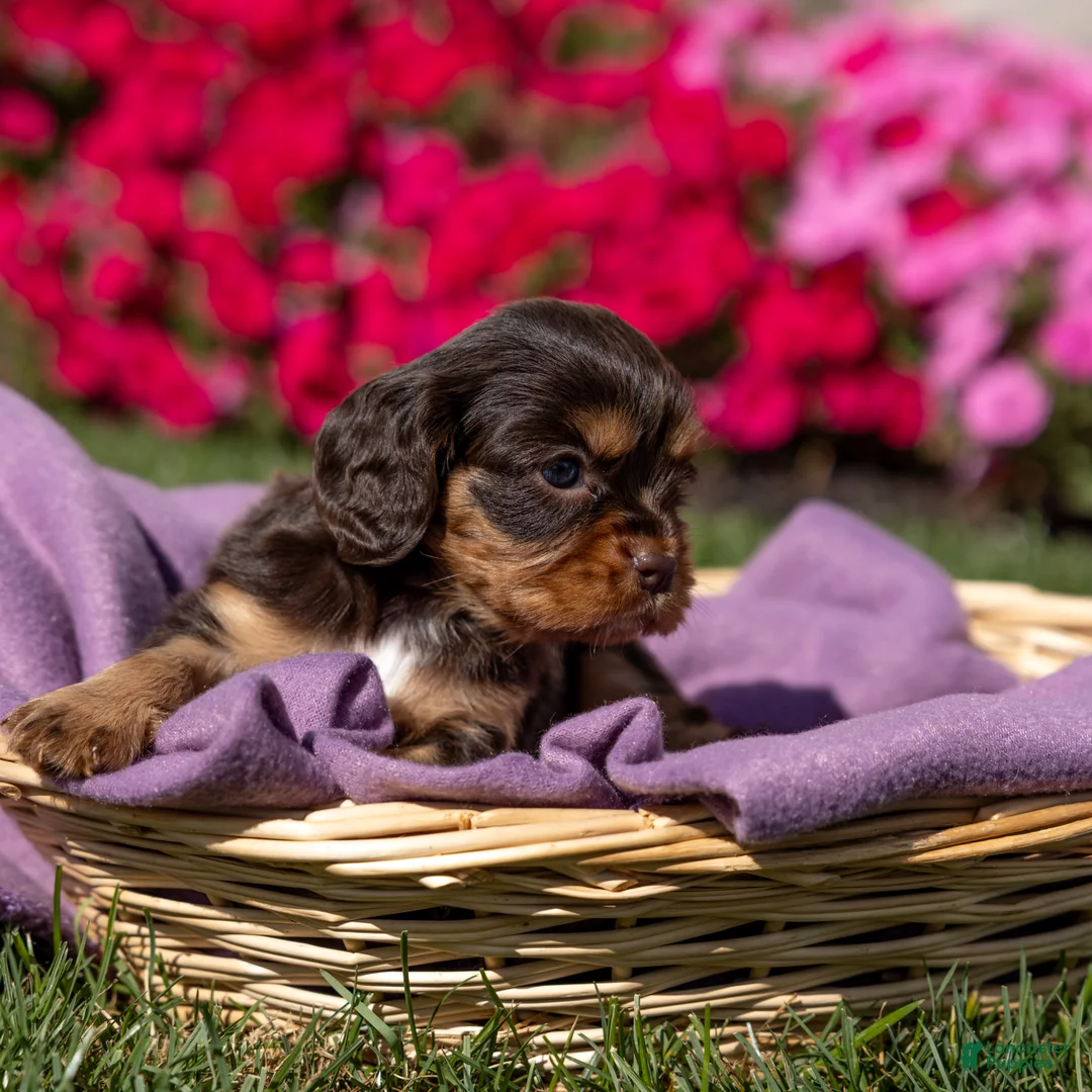 Cavalier King Charles Spaniel dogs for sale: Molly - Ad 2
