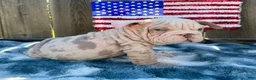 English Bulldog dogs for sale: Yoshi - Ad 5