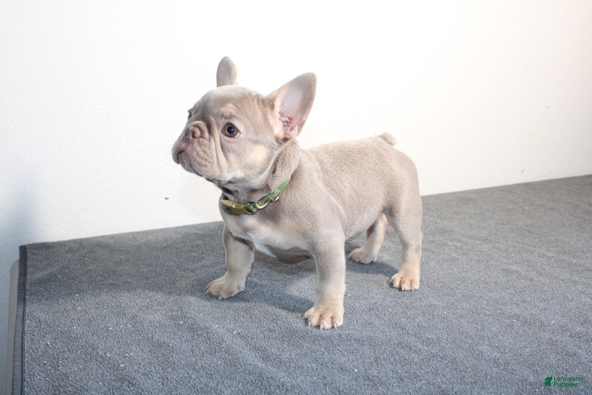 French Bulldog dogs French Bulldog 1 - Ad 2