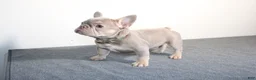 French Bulldog dogs for sale: French Bulldog 1 - Ad 2