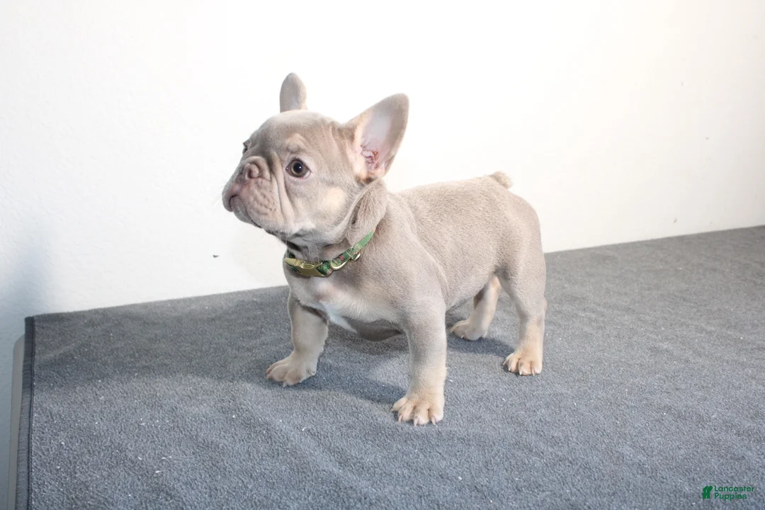 French Bulldog dogs for sale: French Bulldog 1 - Ad 2