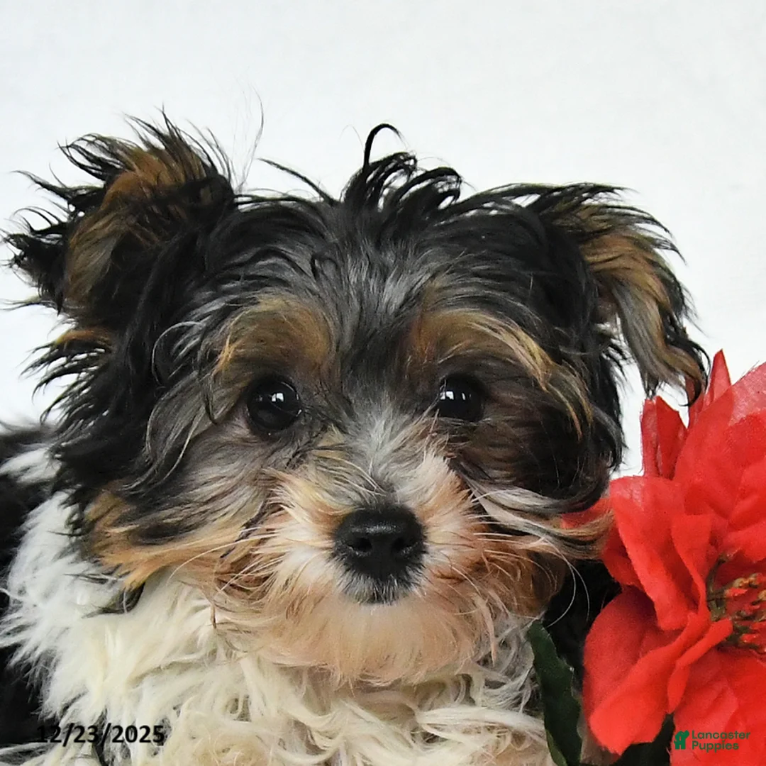 Yorkshire Terrier dogs for sale: Domino - Ad 10