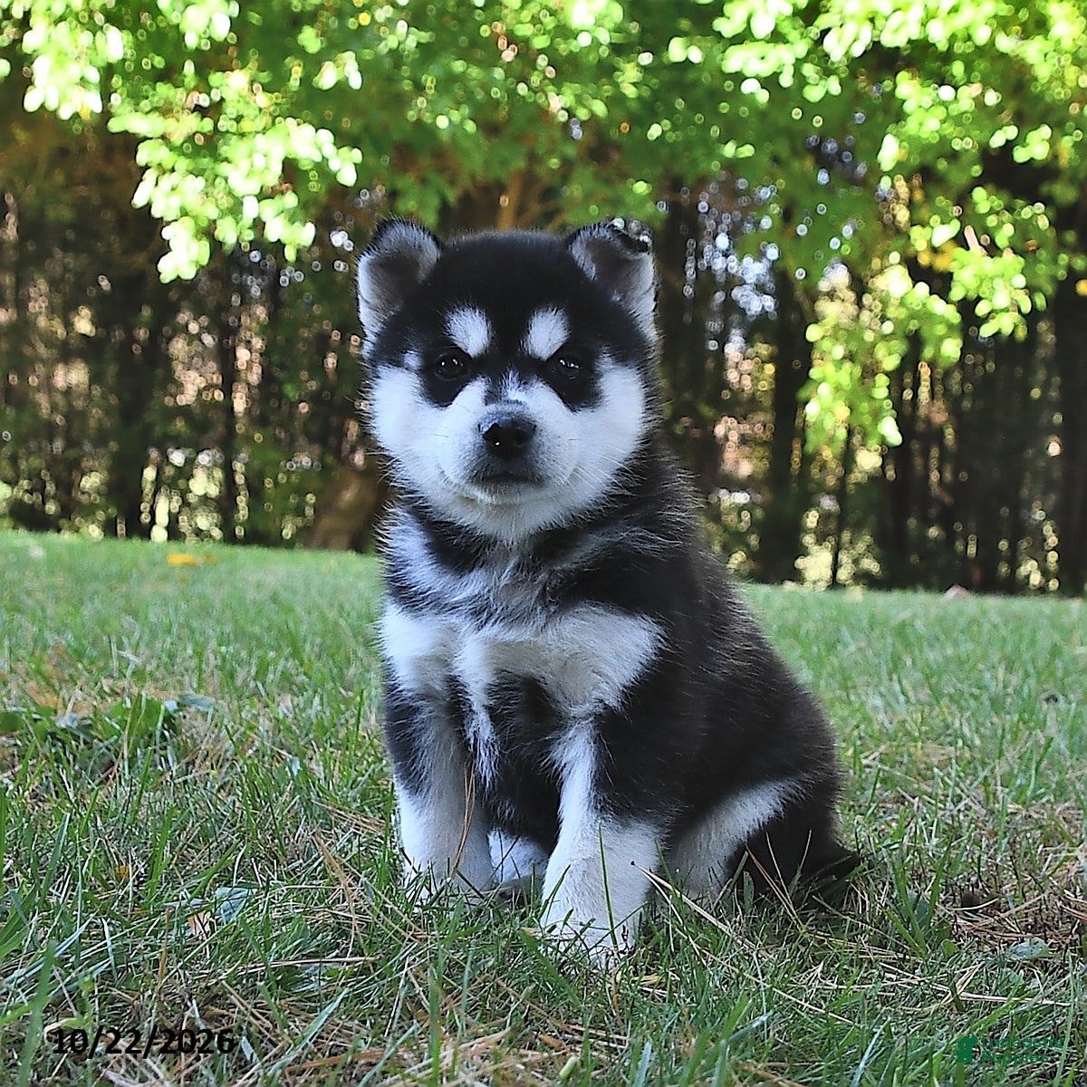 Pomsky dogs for sale: Tundra  - Ad 2