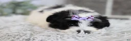 Maltipoo dogs for sale: Gwen - Ad 20