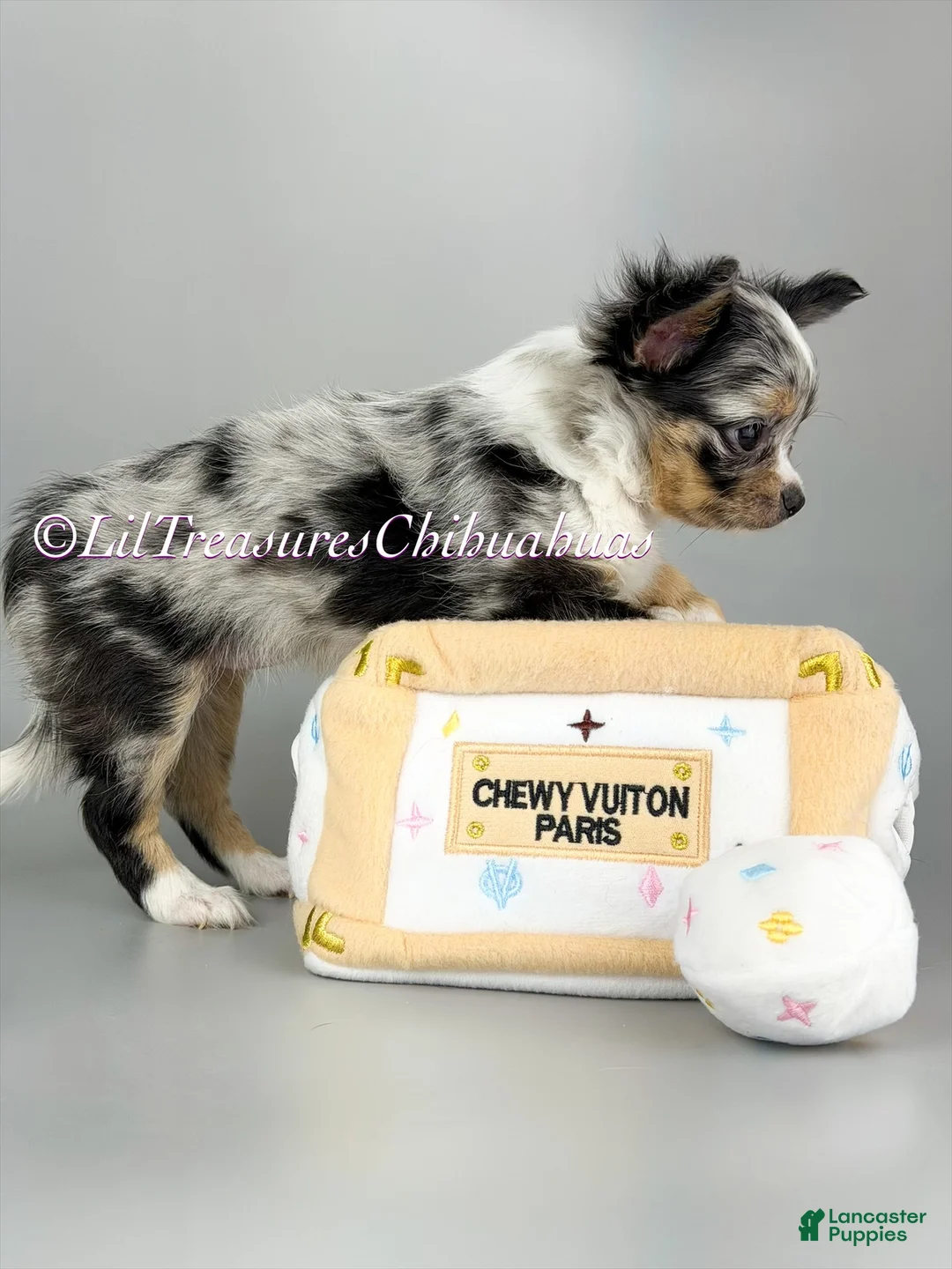 Chihuahua dogs for sale: Rainbow Dash - Ad 2