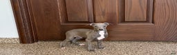 Italian Greyhound dogs for sale: Norm - Ad 2