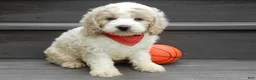 Cockapoo dogs for sale: Ollie - Ad 3