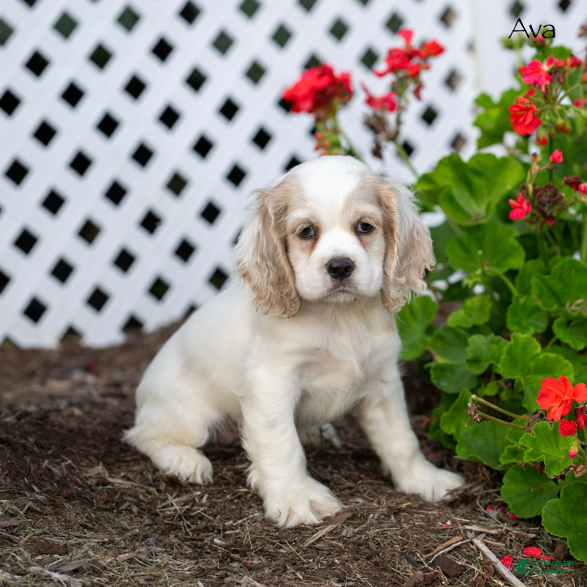 Cocker Spaniel dogs Ava - Ad 1