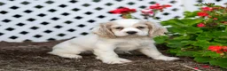 Cocker Spaniel dogs for sale: Ava - Ad 1