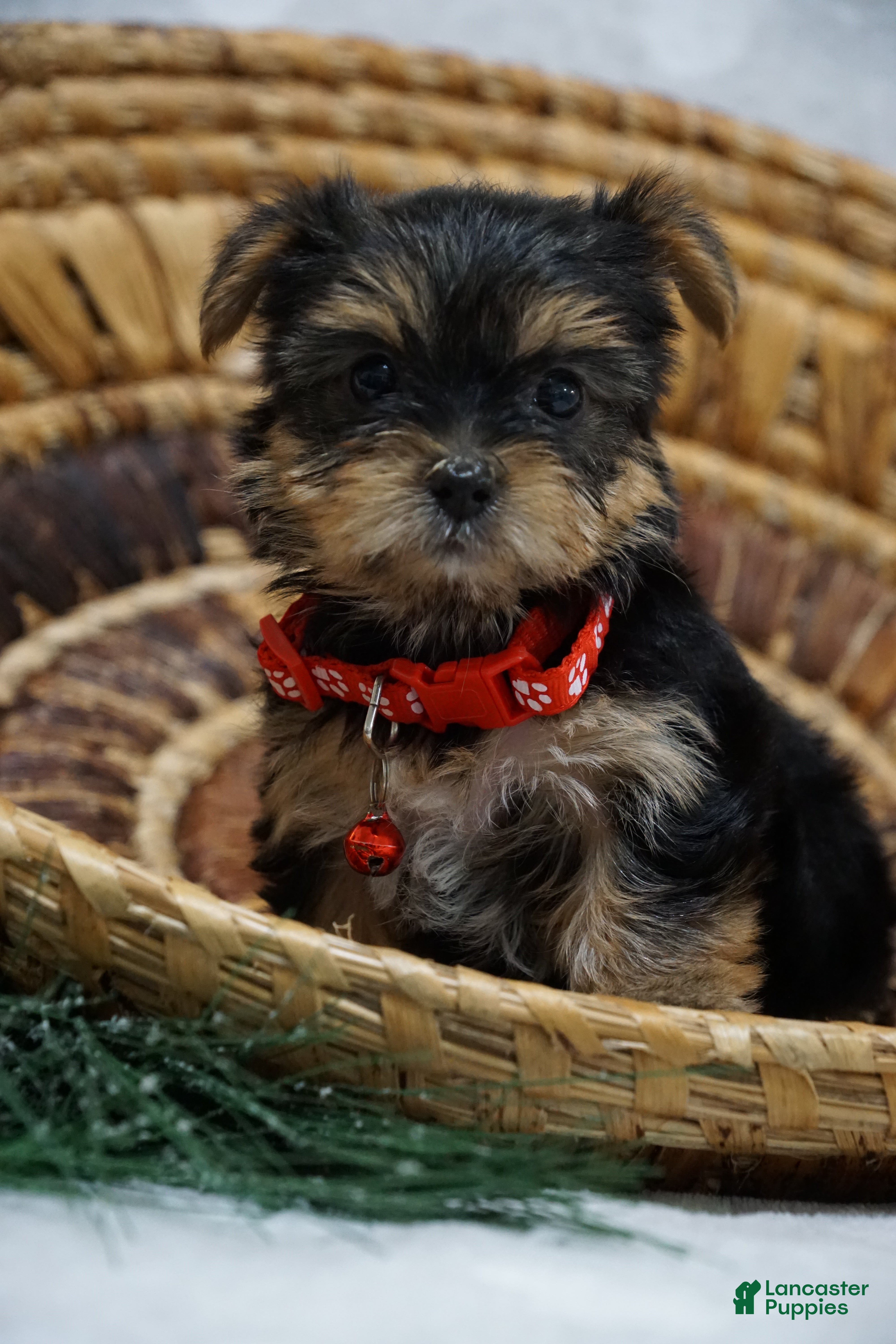 Yorkshire Terrier dogs Dahlia - Ad 8