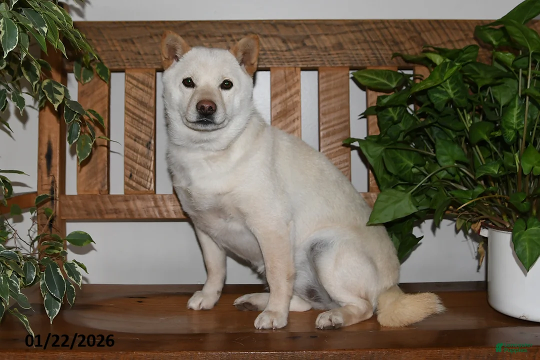 Shiba Inu dogs for sale: Brownie - Ad 4