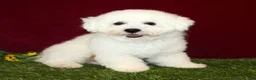 Bichon Frise dogs for sale: Nala - Ad 3