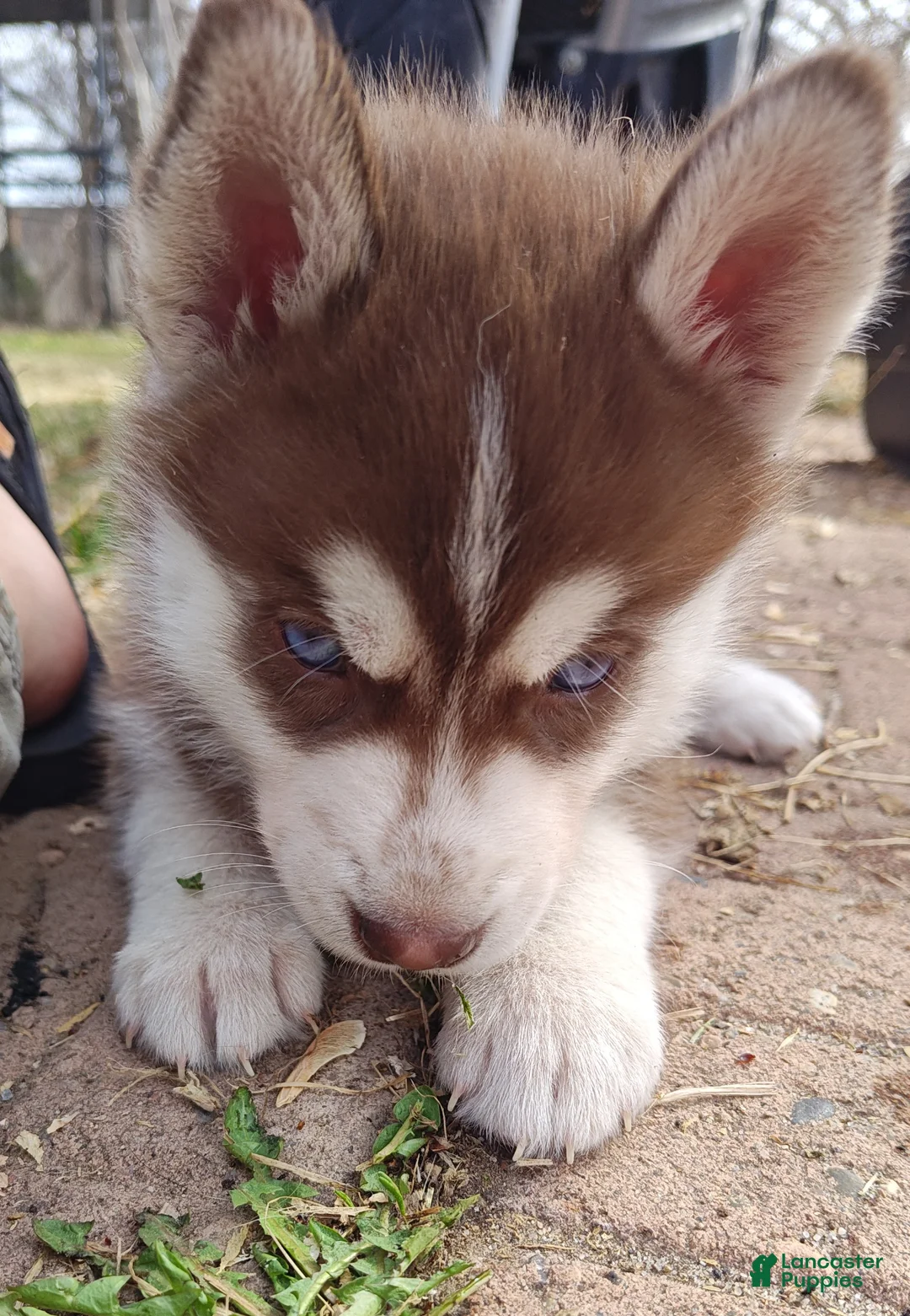 Mixed Breed dogs for sale: Mr. Grey - Ad 5