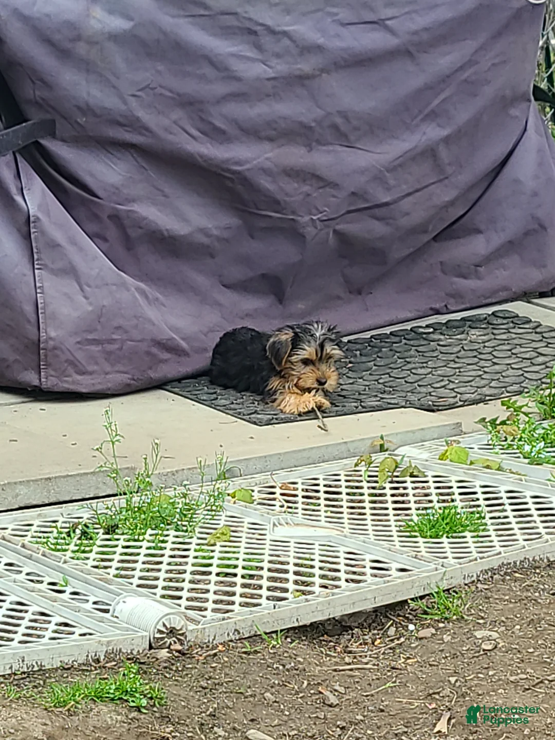 Yorkshire Terrier dogs for sale: Yorkshire Terrier Puppy 1 - Ad 1