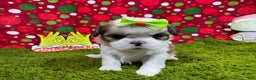 Shih Tzu dogs for sale: Shih Tzu Puppy 5 - Ad 3
