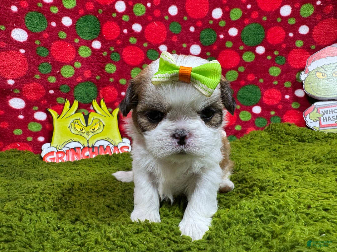 Shih Tzu dogs for sale: Shih Tzu Puppy 5 - Ad 3