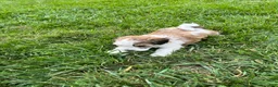 Havapoo dogs for sale: Leo - Ad 5