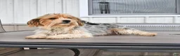 Mixed Breed dogs for sale: Amy - Ad 6