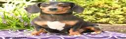 Miniature Dachshund dogs for sale: Odette - Ad 6