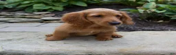 Miniature Dachshund dogs for sale: Misty - Ad 5