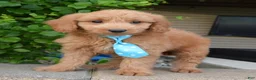 Mini Goldendoodle dogs for sale: Mini Gus - Ad 2