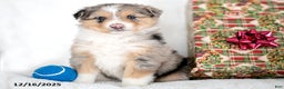 Miniature Australian Shepherd dogs for sale: Nick - Ad 1