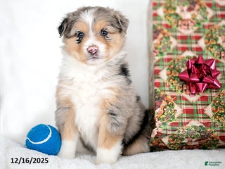 Miniature Australian Shepherd dogs Nick - Ad 14