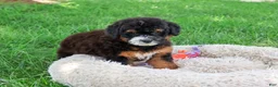 Saint Berdoodles dogs for sale: Willow  - Ad 4