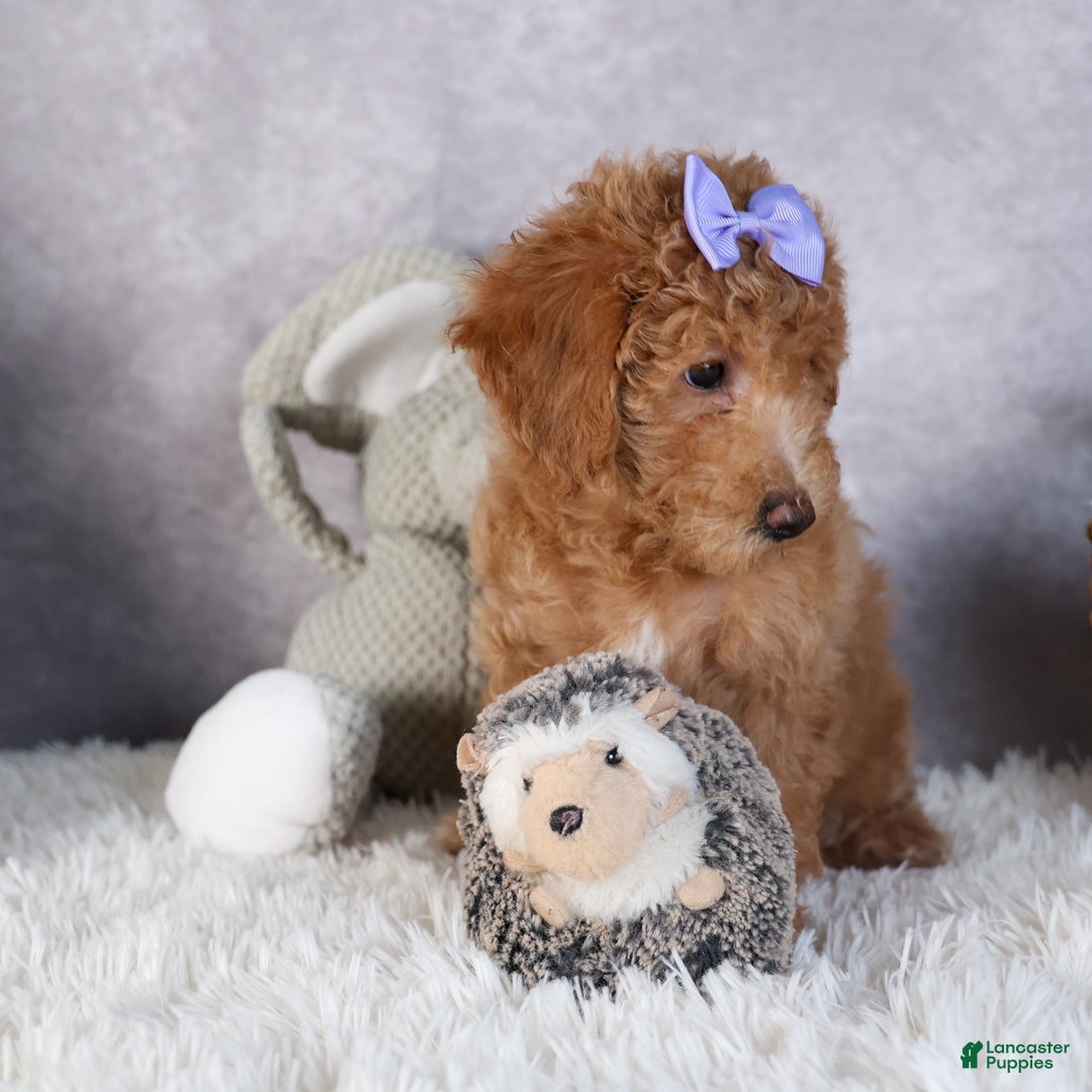 Shihpoo dogs for sale: Evie - Ad 12