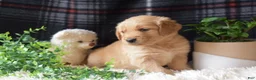 Golden Retriever dogs for sale: Laird - Ad 2
