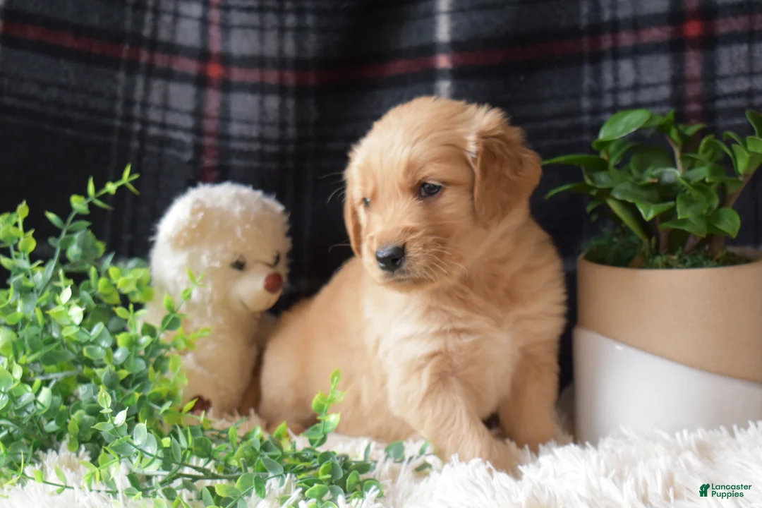 Golden Retriever dogs for sale: Laird - Ad 2