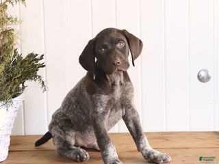 German Shorthaired Pointer dogs Leo - Ad 11
