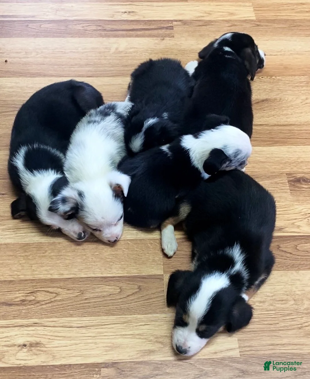 Mixed Breed dogs for sale: Georgia - Ad 6