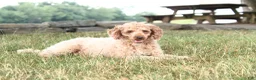 Cavapoo dogs for sale: Archer - Ad 8