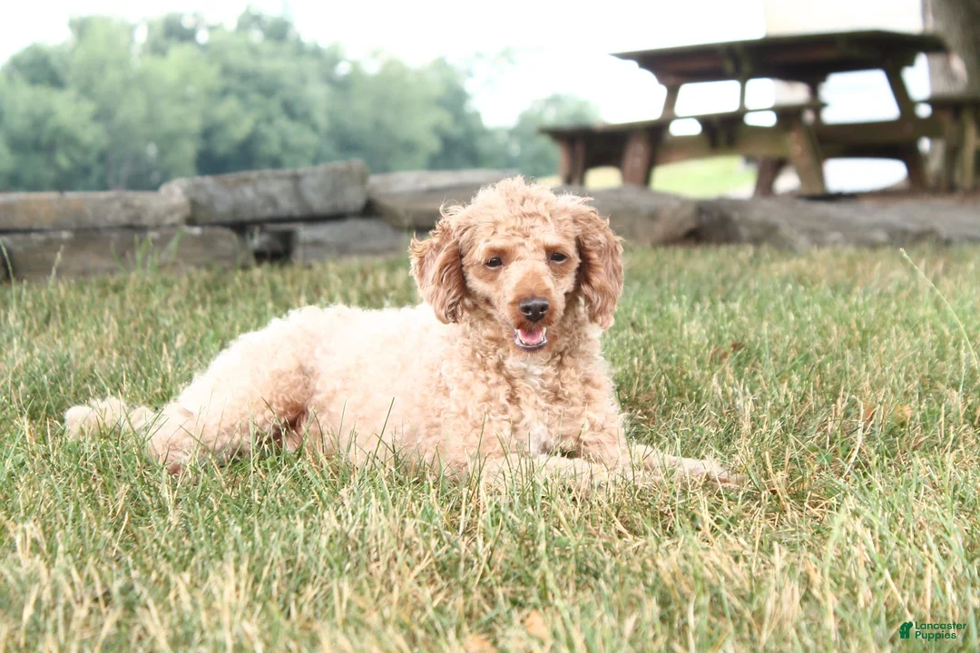 Cavapoo dogs for sale: Archer - Ad 8