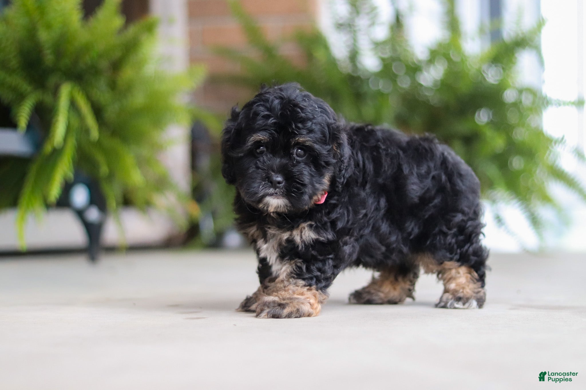 Shihpoo dogs Biscuit  - Ad 1