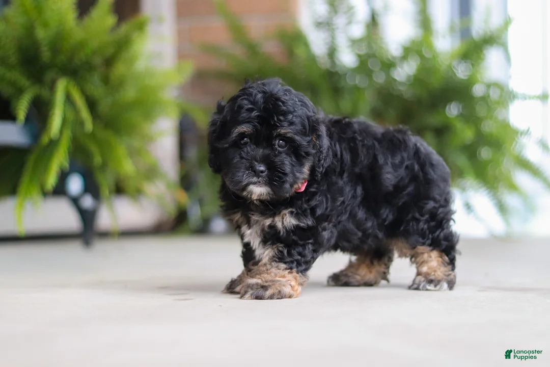 Shihpoo dogs for sale: Biscuit  - Ad 1