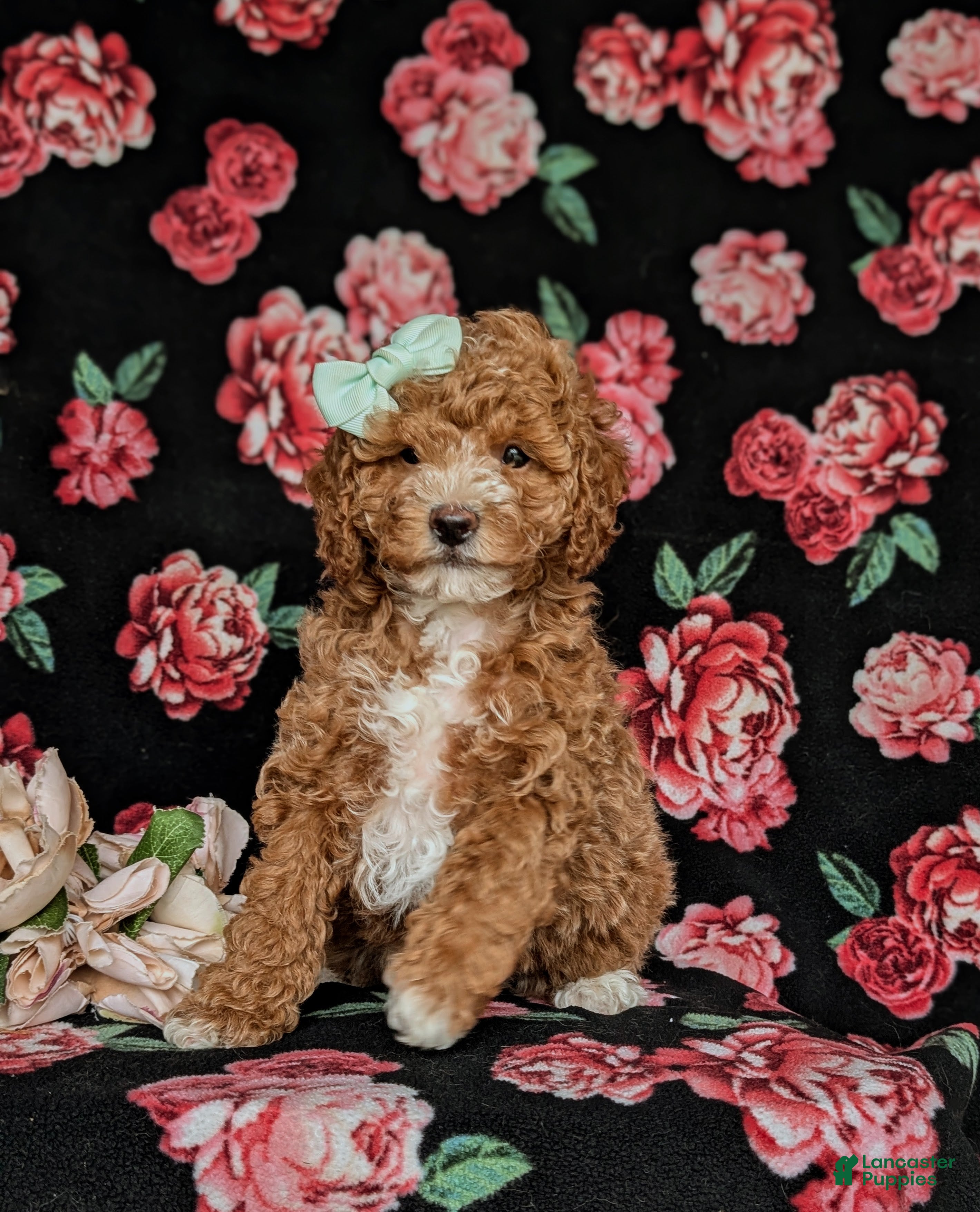 Miniature Poodle dogs for sale: Penny - Ad 2