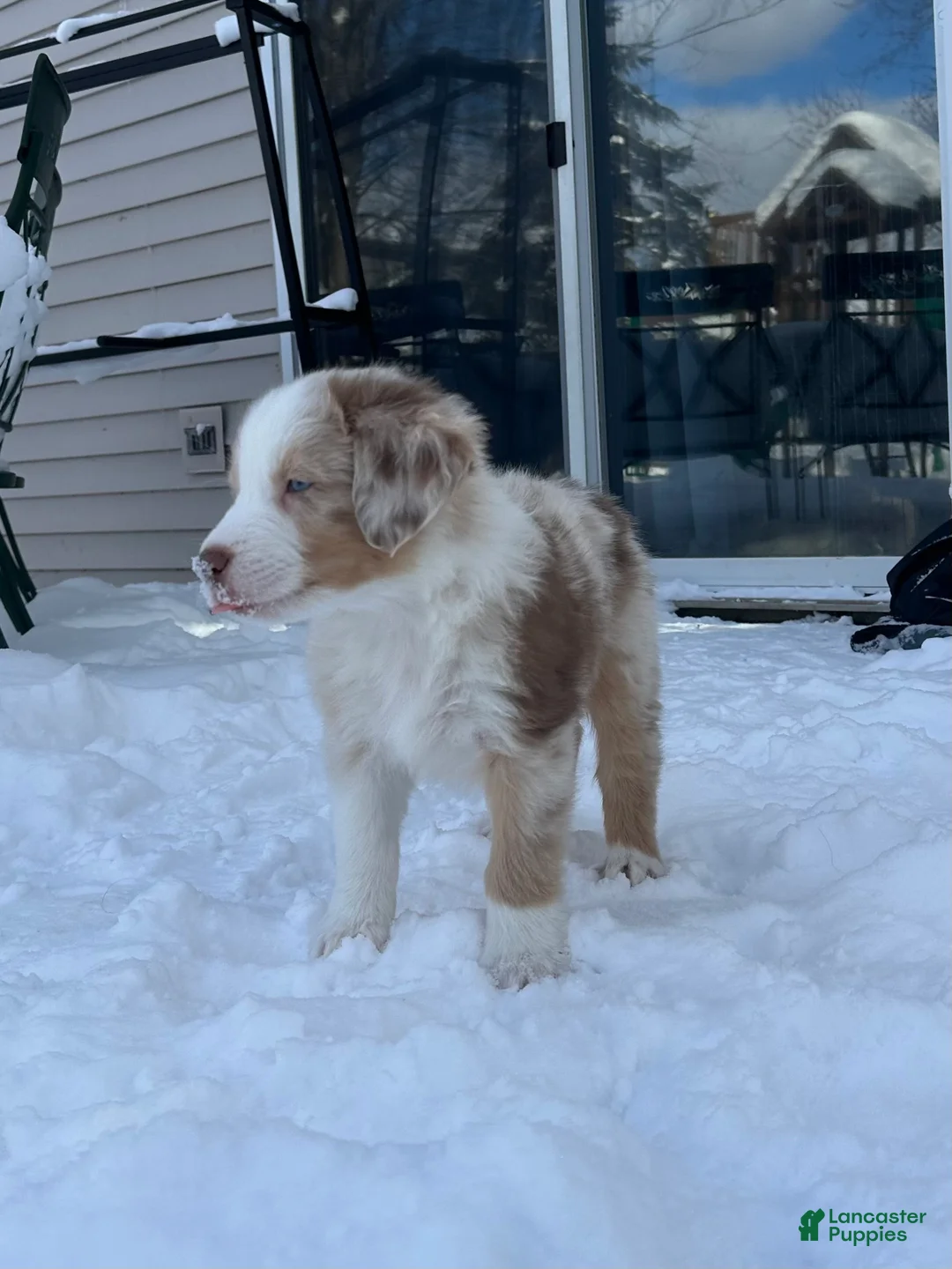 Australian Shepherd dogs for sale: Timeless Tomato - Ad 3