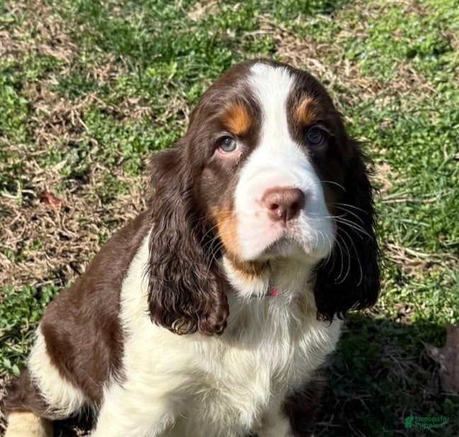 English Springer Spaniel dogs Sol - Ad 1