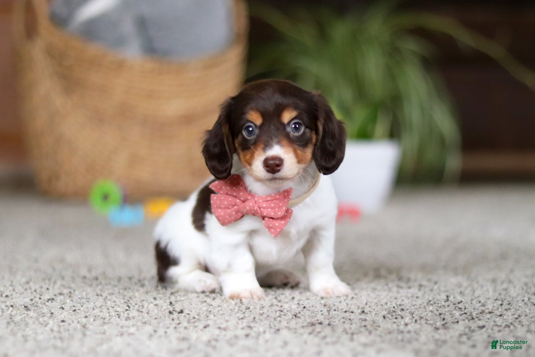 Miniature Dachshund dogs for sale: Stella - Ad 1