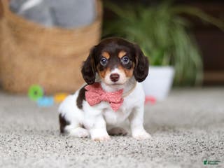 Miniature Dachshund dogs Stella - Ad 11