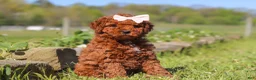 Mini Goldendoodle dogs for sale: Willow - Ad 4