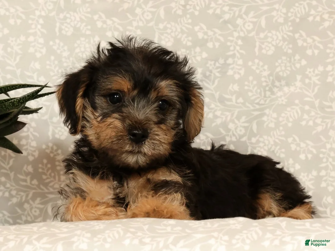 Yochon dogs for sale: Kevin - Ad 2