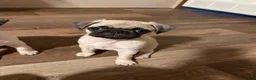 Pug dogs for sale: jessie orange collar - Ad 4