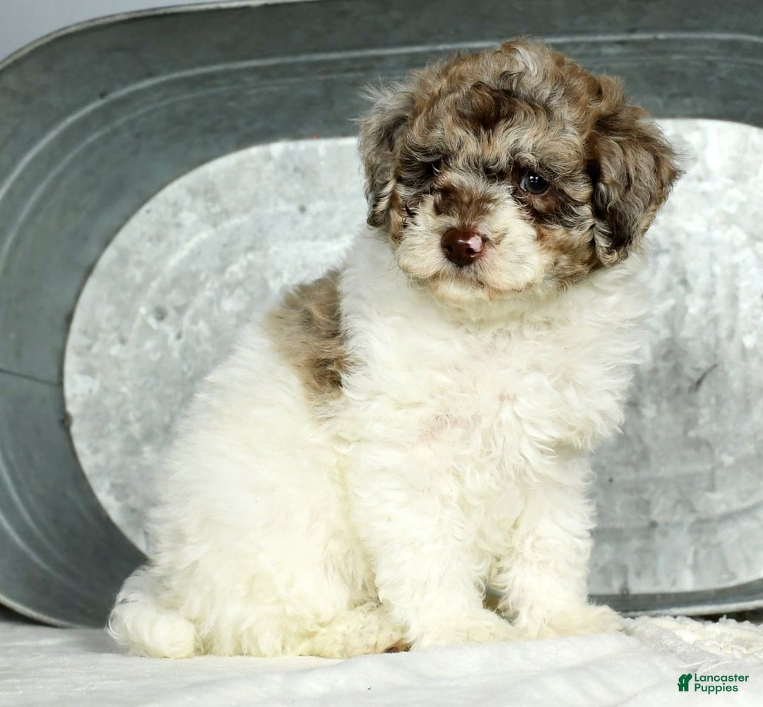 Miniature Poodle dogs for sale: Jace - Ad 7