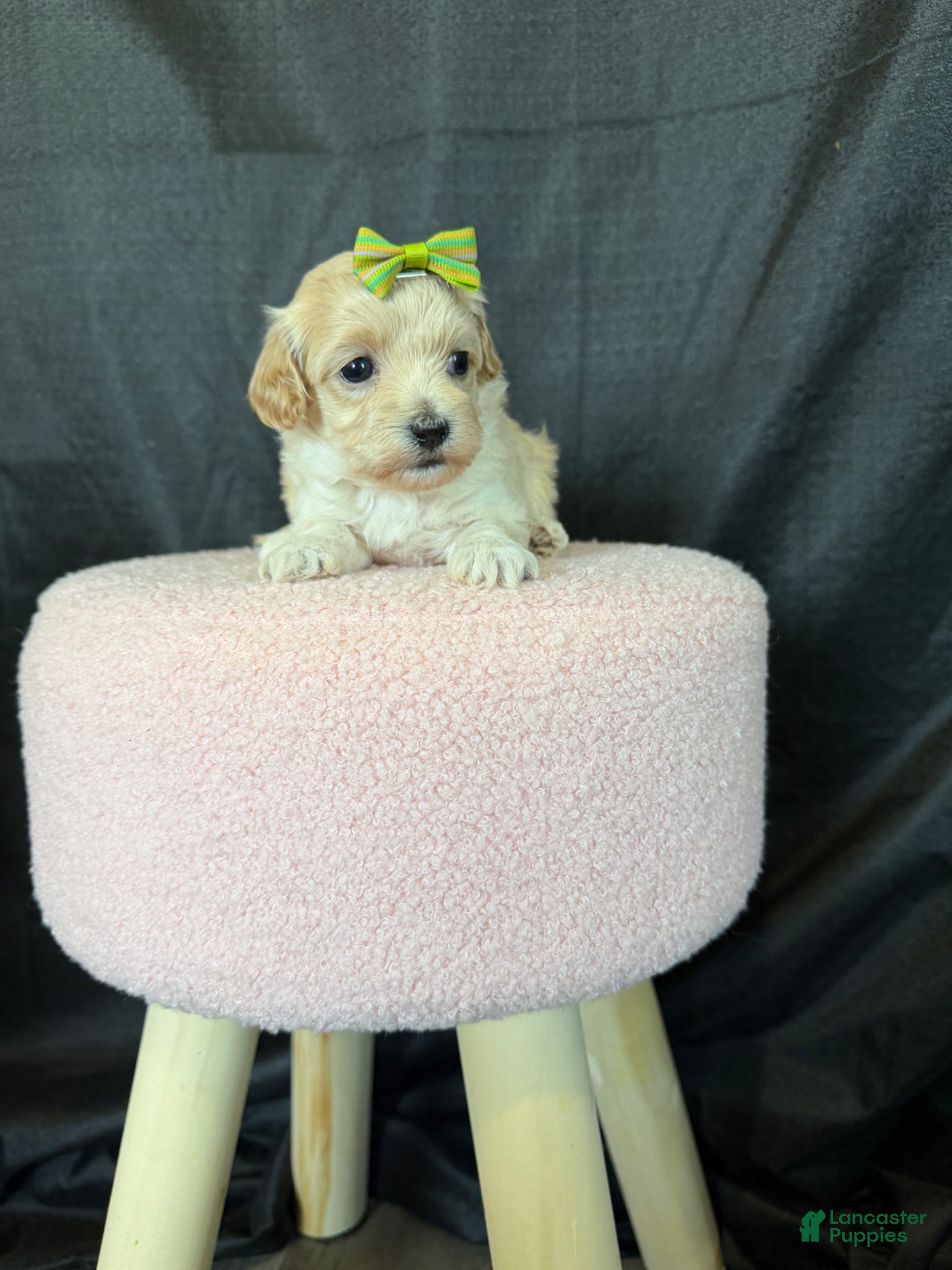 Maltipoo dogs for sale: Barbies Maltipoo Girl! Green Bow 💚 - Ad 8