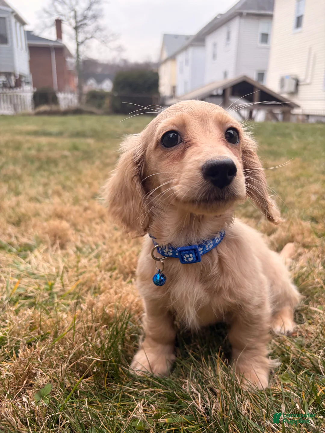 Miniature Dachshund dogs for sale: Theo - Ad 6