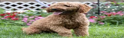 Mini Goldendoodle dogs for sale: Toby - Ad 5