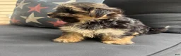 Morkie dogs for sale: Cam - Ad 5